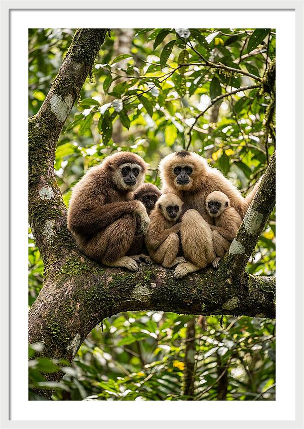 Asian Gibbon Family Gathering