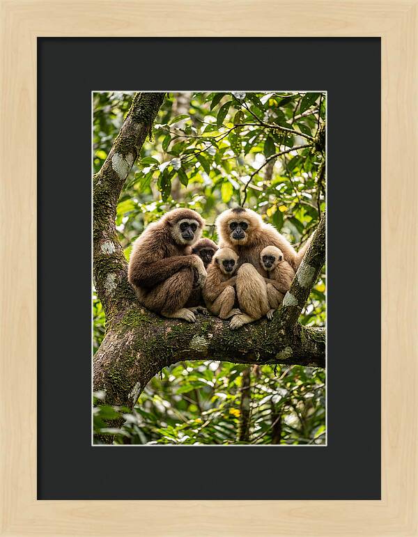 Asian Gibbon Family Gathering