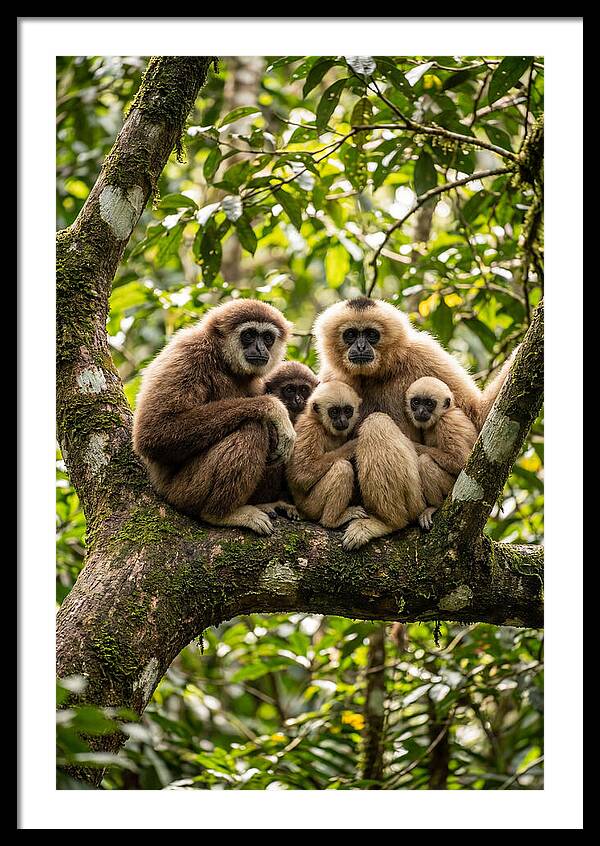 Asian Gibbon Family Gathering