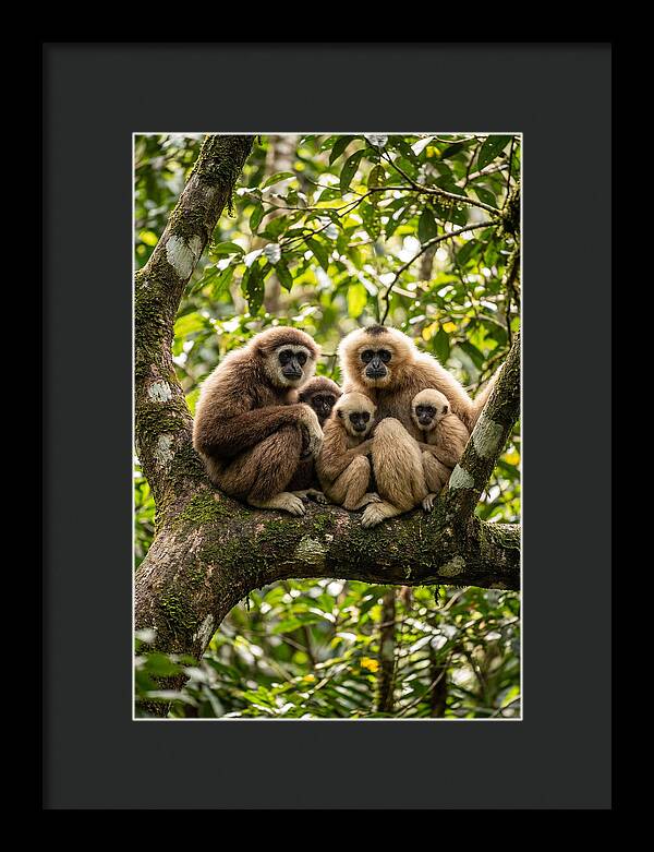 Asian Gibbon Family Gathering