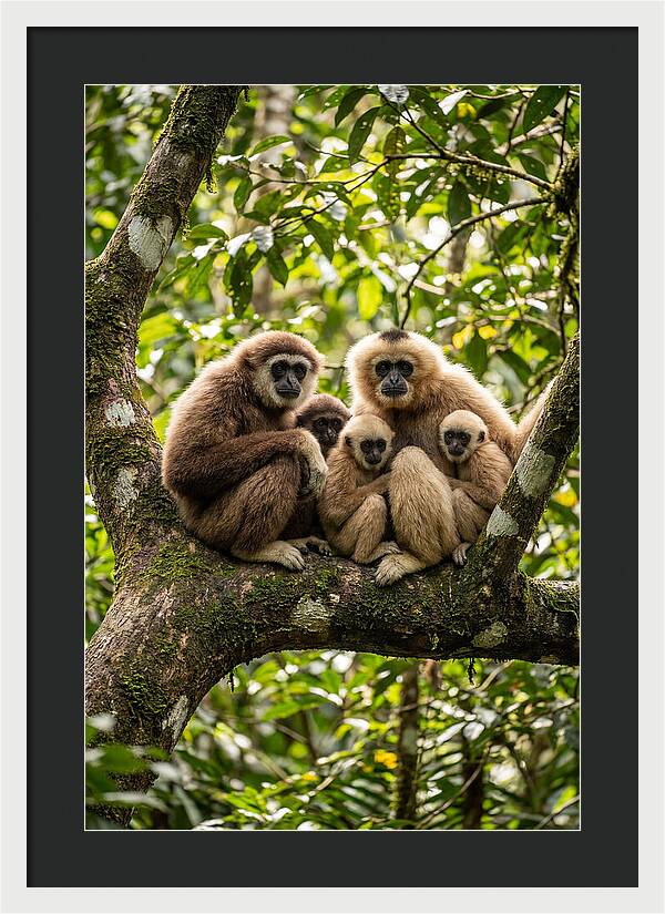 Asian Gibbon Family Gathering