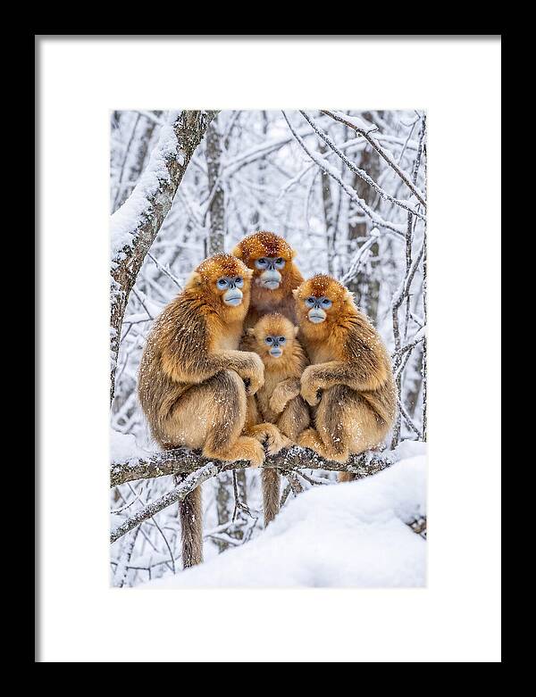 Asian Golden Monkey Family In Snow
