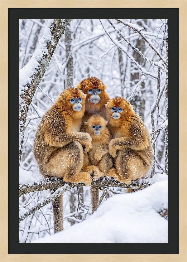 Asian Golden Monkey Family In Snow