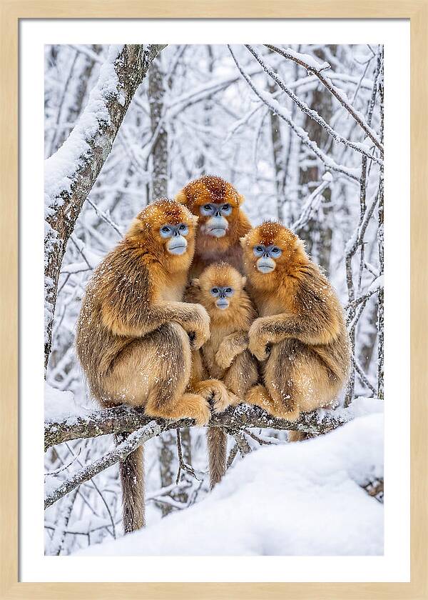 Asian Golden Monkey Family In Snow