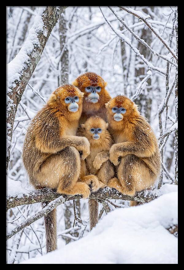 Asian Golden Monkey Family In Snow