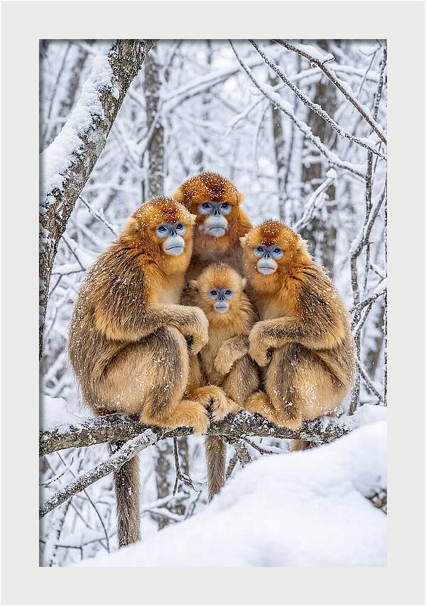 Asian Golden Monkey Family In Snow