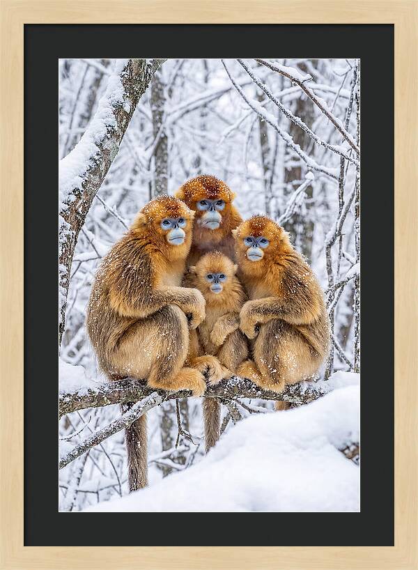 Asian Golden Monkey Family In Snow