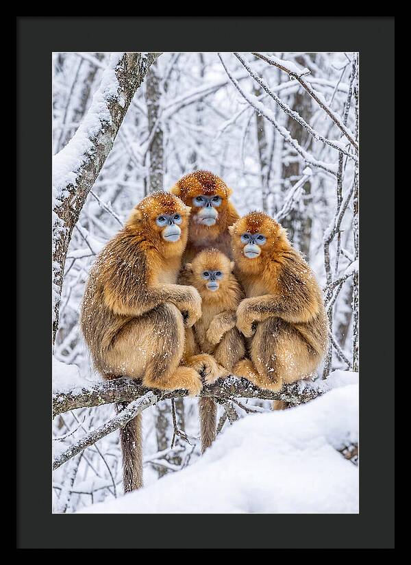 Asian Golden Monkey Family In Snow