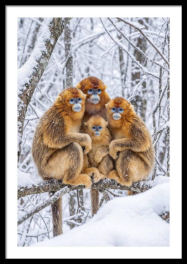 Asian Golden Monkey Family In Snow