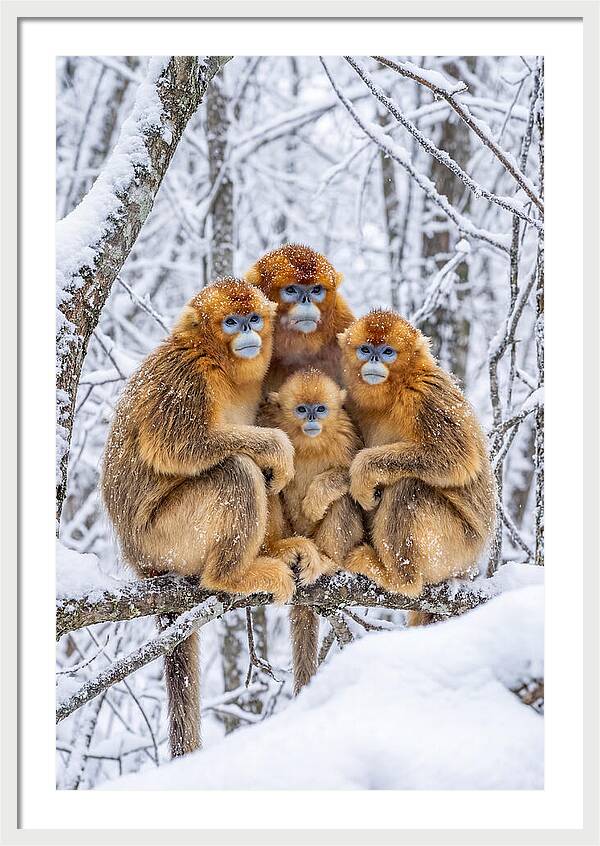 Asian Golden Monkey Family In Snow
