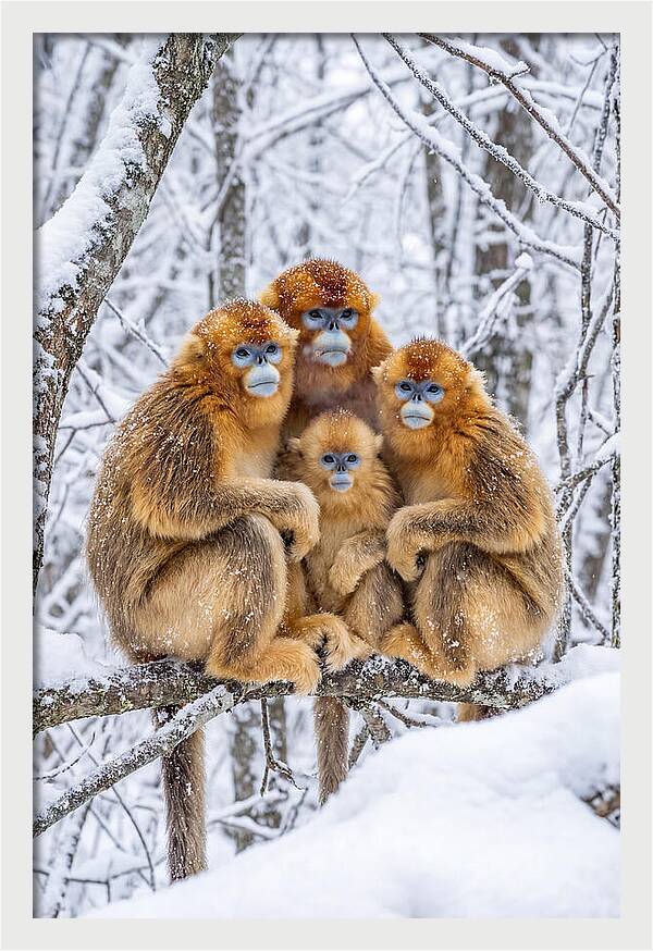 Asian Golden Monkey Family In Snow