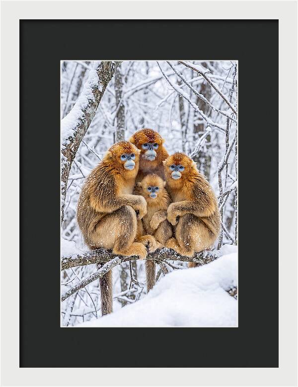 Asian Golden Monkey Family In Snow