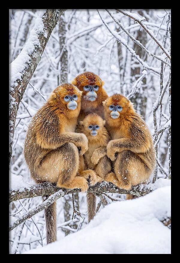 Asian Golden Monkey Family In Snow
