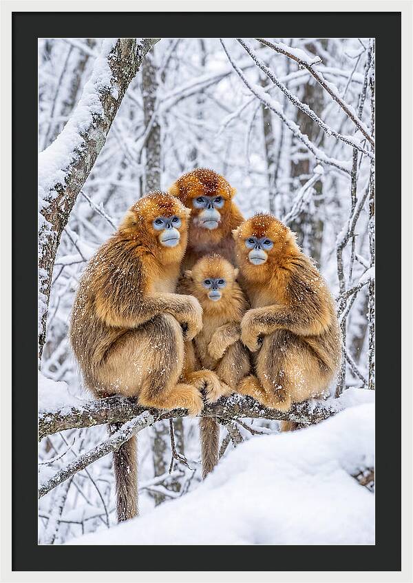 Asian Golden Monkey Family In Snow