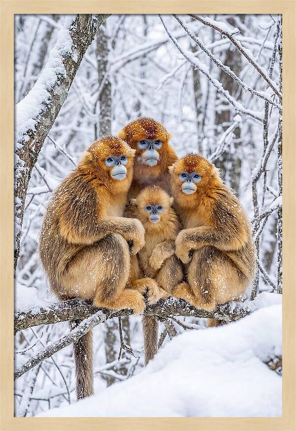 Asian Golden Monkey Family In Snow