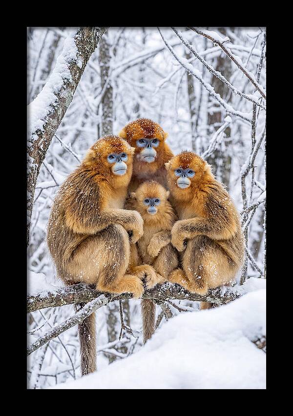Asian Golden Monkey Family In Snow