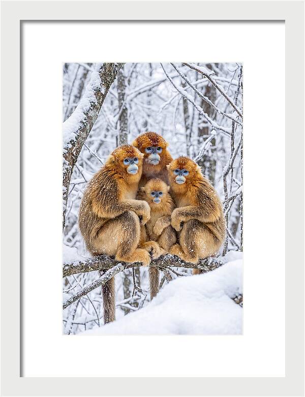 Asian Golden Monkey Family In Snow