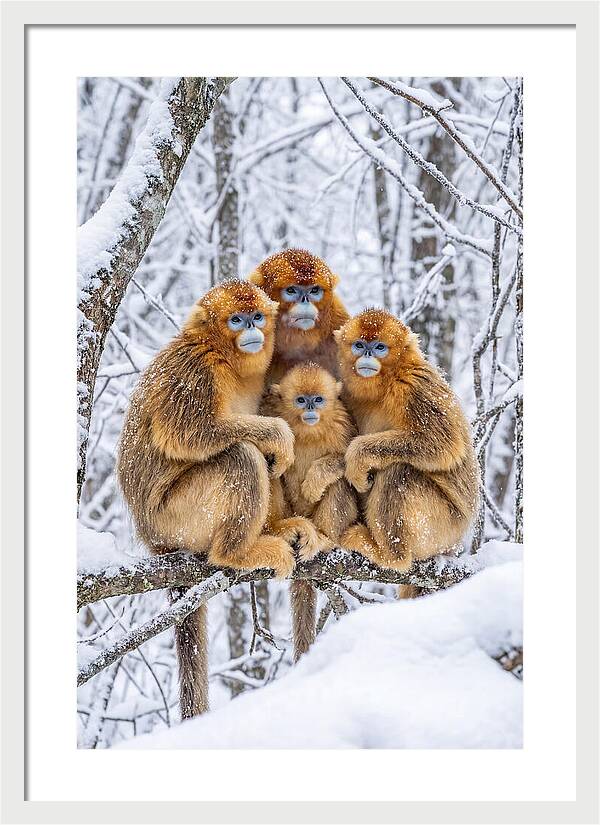 Asian Golden Monkey Family In Snow