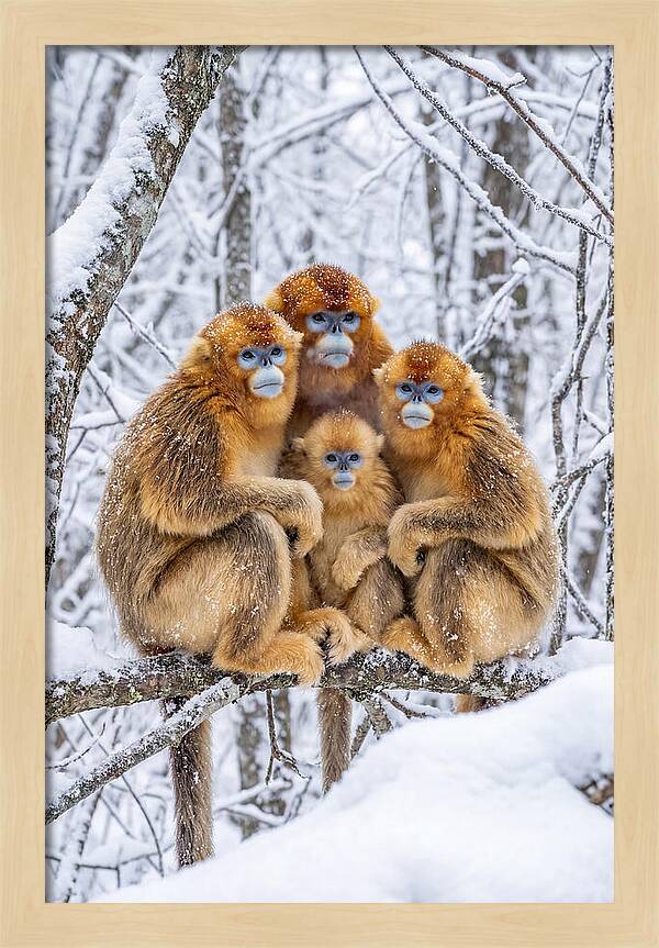 Asian Golden Monkey Family In Snow