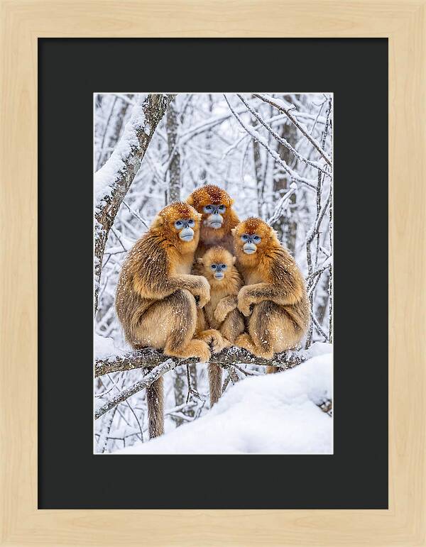 Asian Golden Monkey Family In Snow