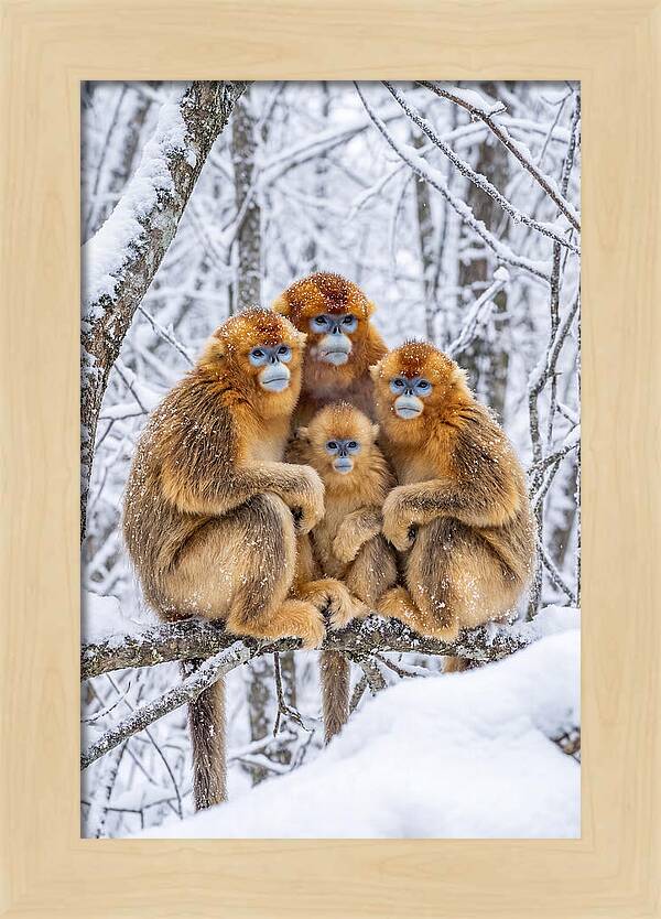Asian Golden Monkey Family In Snow