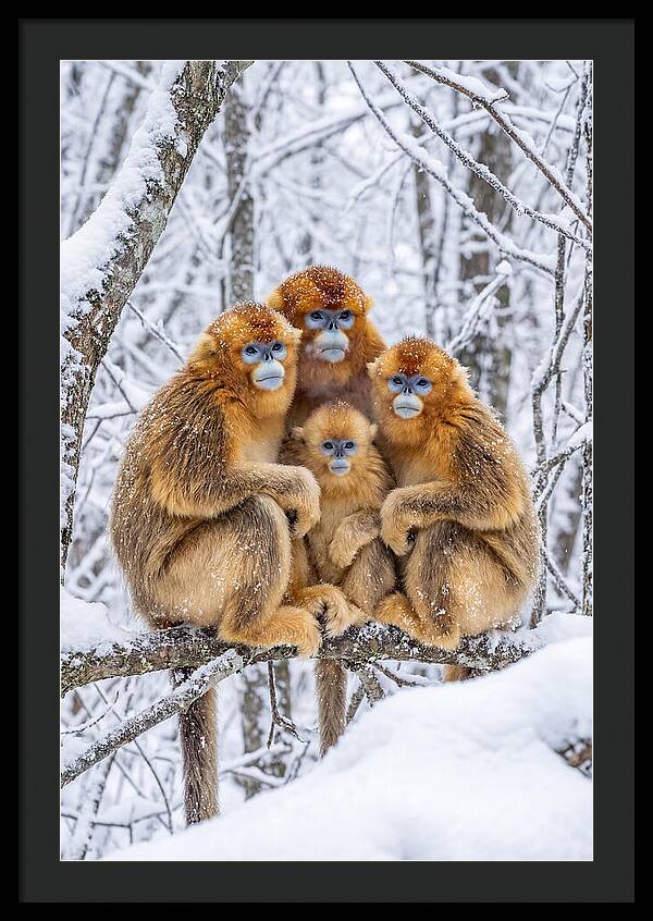 Asian Golden Monkey Family In Snow