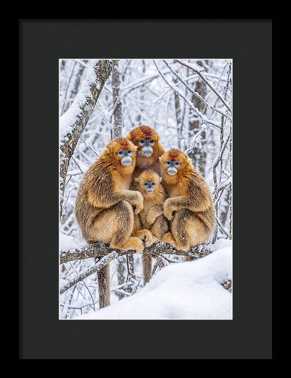 Asian Golden Monkey Family In Snow