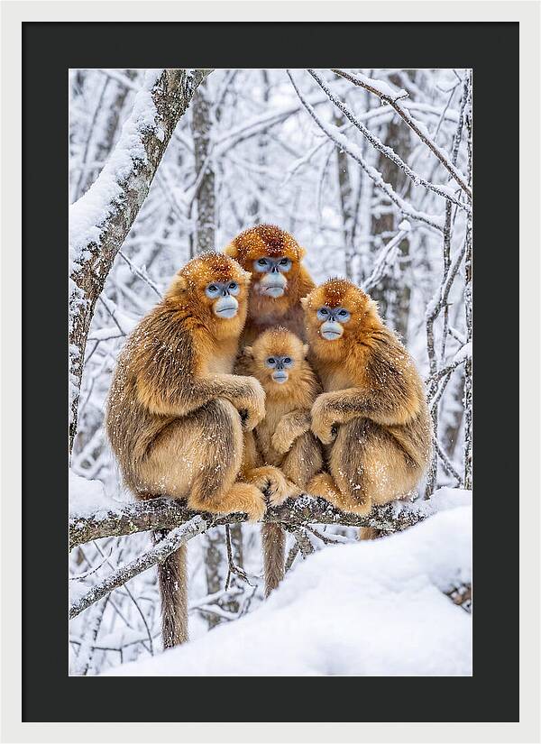 Asian Golden Monkey Family In Snow