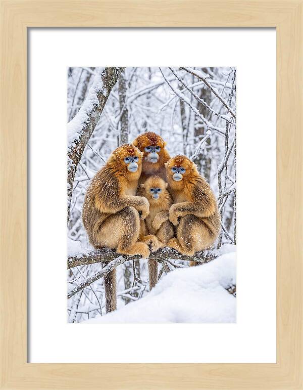 Asian Golden Monkey Family In Snow