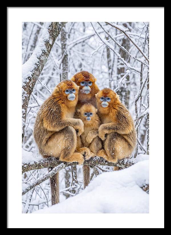 Asian Golden Monkey Family In Snow