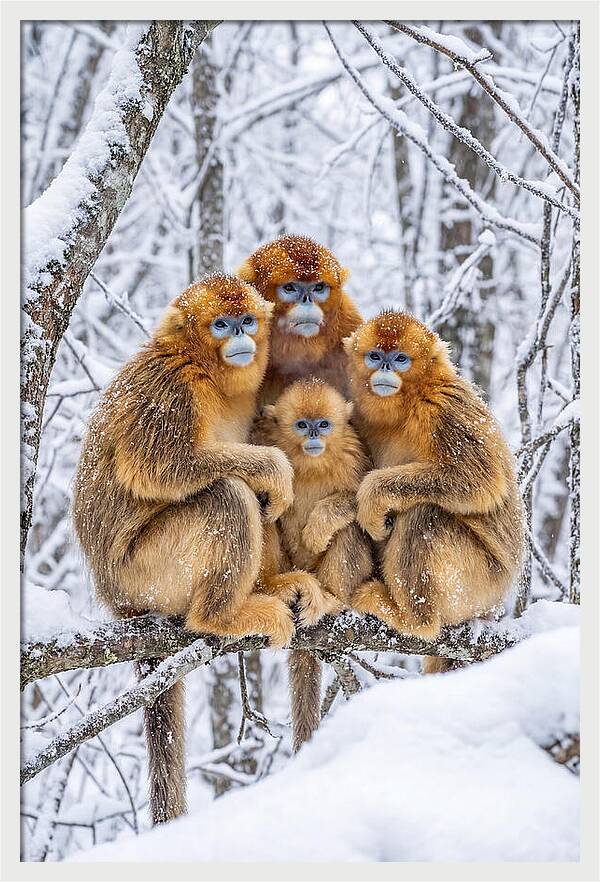 Asian Golden Monkey Family In Snow