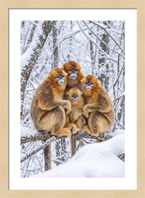 Asian Golden Monkey Family In Snow