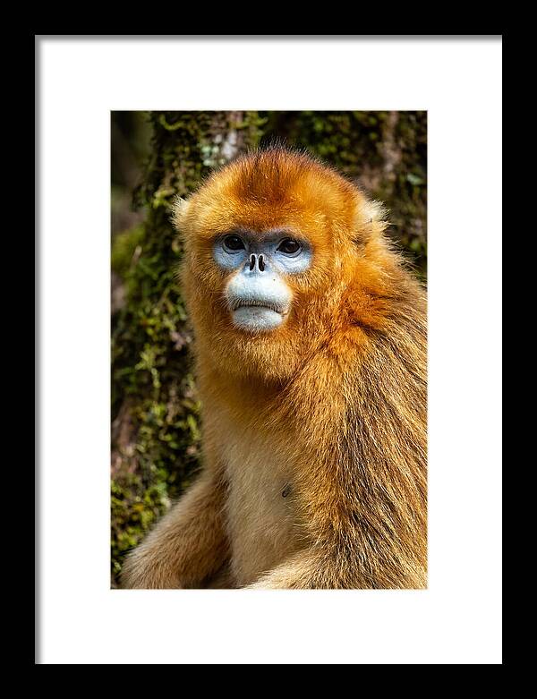 Asian Golden Monkey Portrait