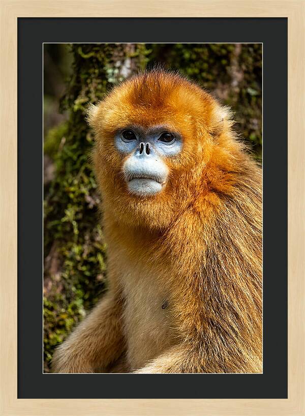 Asian Golden Monkey Portrait