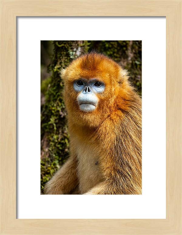 Asian Golden Monkey Portrait