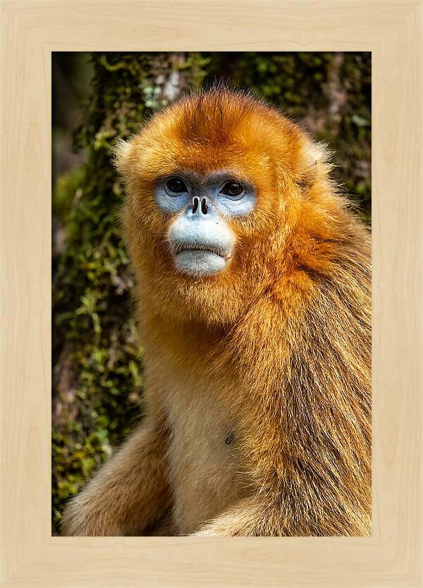 Asian Golden Monkey Portrait