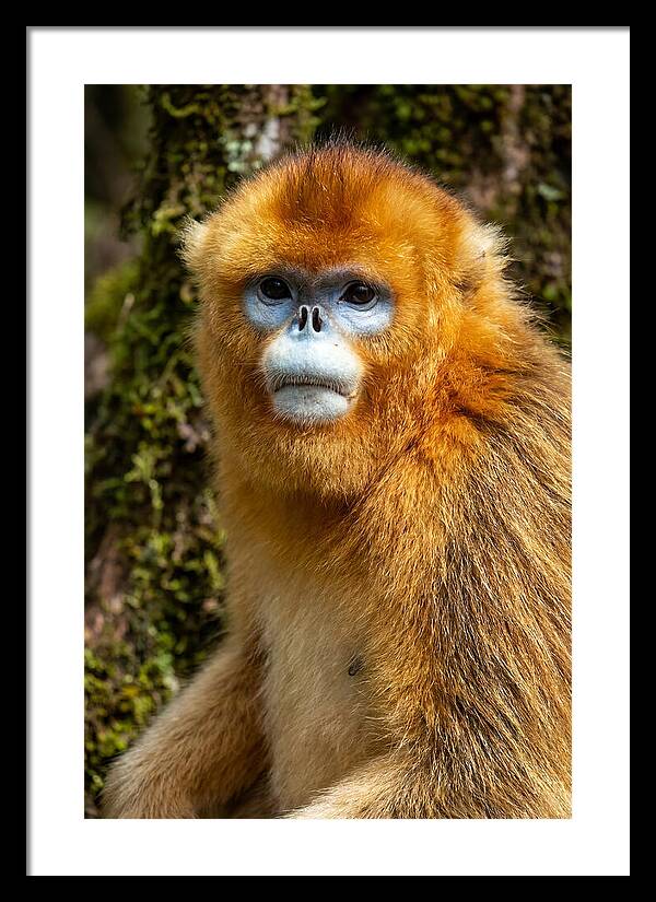 Asian Golden Monkey Portrait