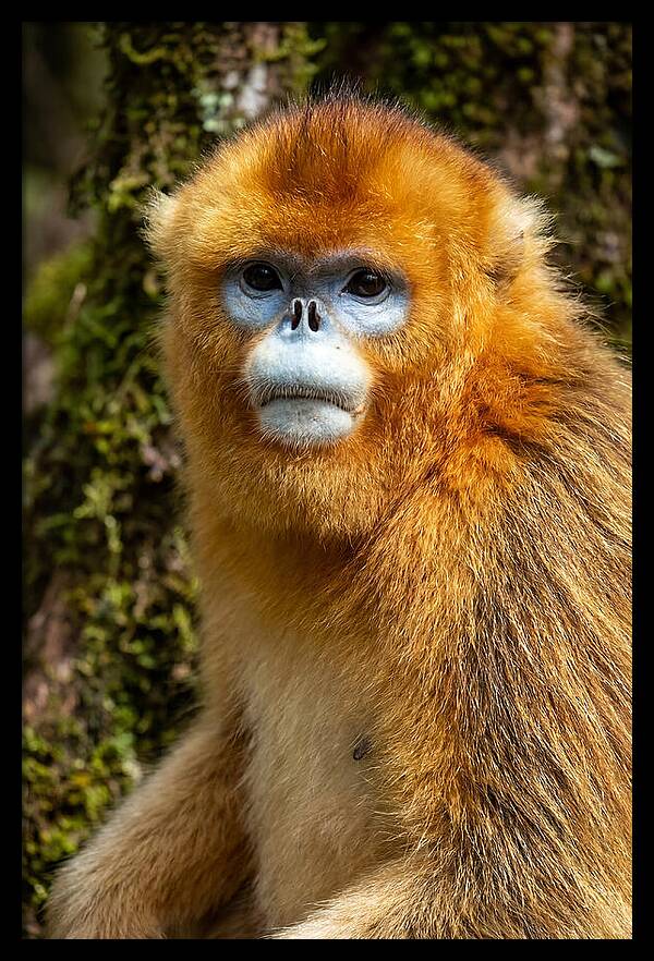 Asian Golden Monkey Portrait