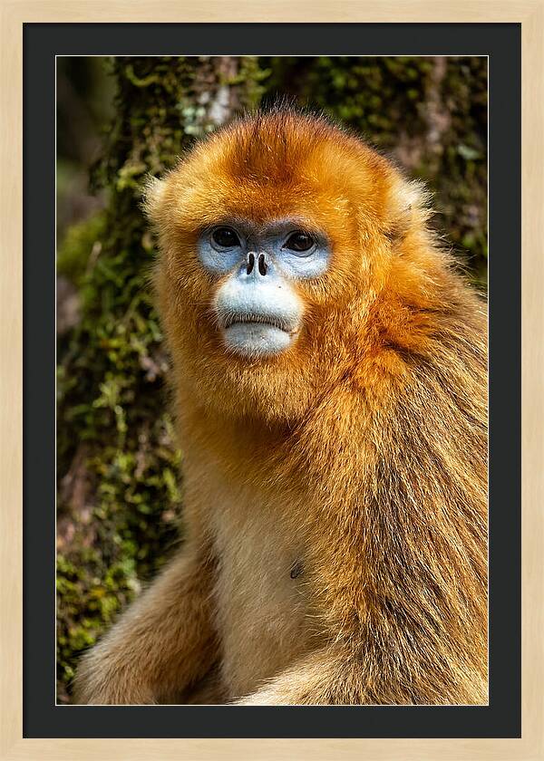 Asian Golden Monkey Portrait