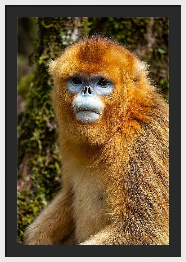 Asian Golden Monkey Portrait