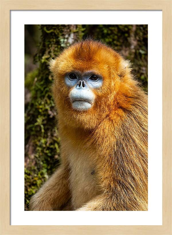 Asian Golden Monkey Portrait