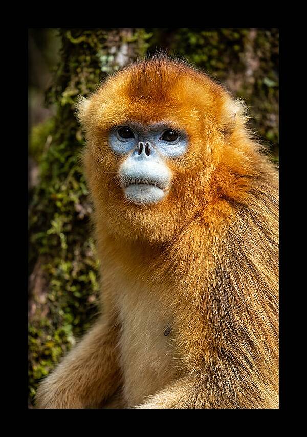 Asian Golden Monkey Portrait