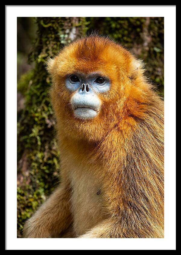 Asian Golden Monkey Portrait
