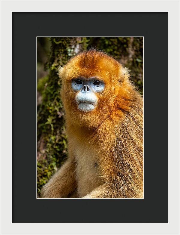 Asian Golden Monkey Portrait