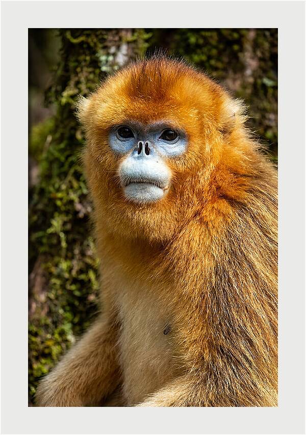 Asian Golden Monkey Portrait