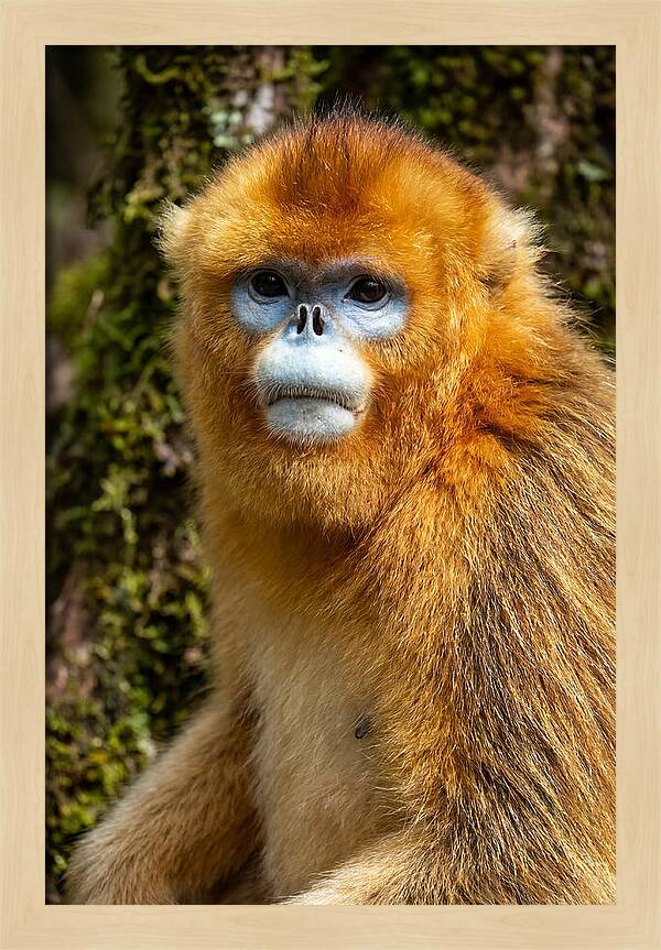 Asian Golden Monkey Portrait