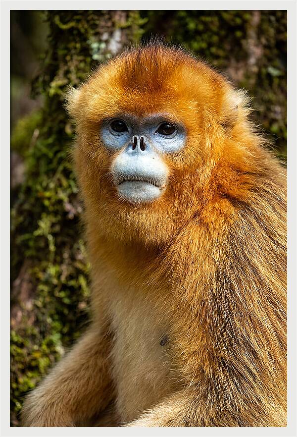 Asian Golden Monkey Portrait