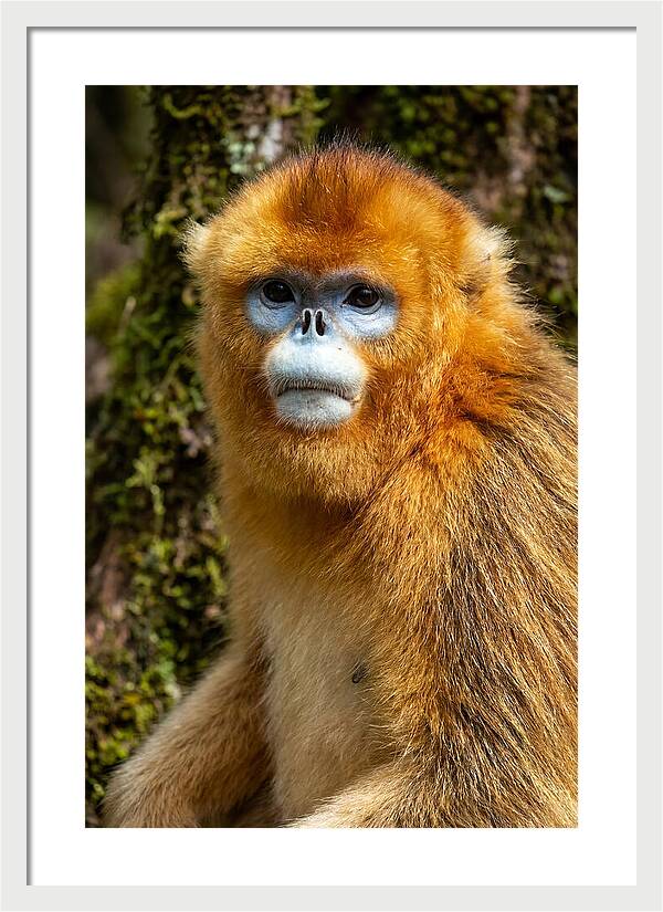 Asian Golden Monkey Portrait