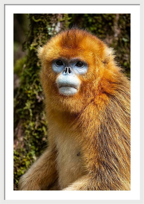 Asian Golden Monkey Portrait