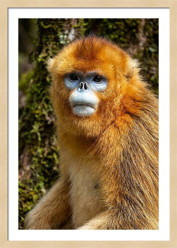 Asian Golden Monkey Portrait